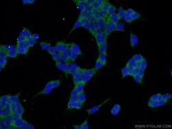 SPACA3 Rabbit anti-Human, Mouse, Rat, Polyclonal, Proteintech:Antibodies:Primary