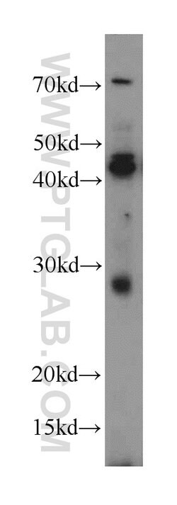 SPACA3 Rabbit anti-Human, Mouse, Rat, Polyclonal, Proteintech:Antibodies:Primary
