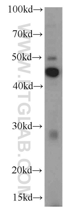 SPACA3 Rabbit anti-Human, Mouse, Rat, Polyclonal, Proteintech:Antibodies:Primary