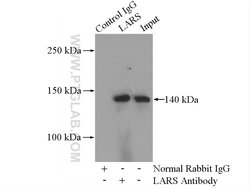 LARS Rabbit anti-Human, Mouse, Rat, Polyclonal, Proteintech 150 μL;