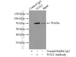 TOX2 Rabbit anti-Human, Mouse, Polyclonal, Proteintech 150 &mu;L; Unconjugated:Antibodies,