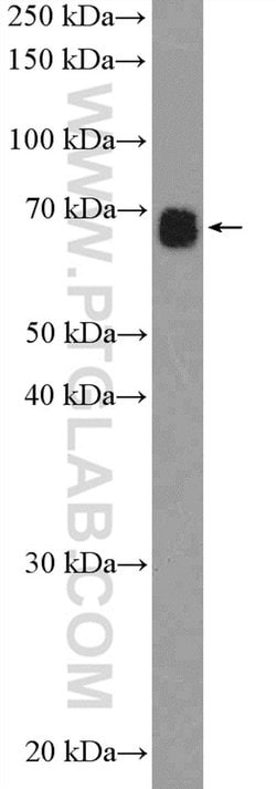 TOX2 Rabbit anti-Human, Mouse, Polyclonal, Proteintech 150 &mu;L; Unconjugated:Antibodies,