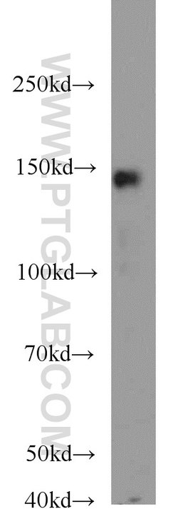 MKL1 Rabbit anti-Human, Polyclonal, Proteintech:Antibodies:Primary Antibodies