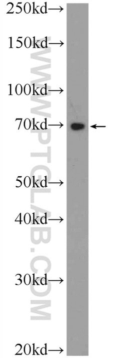 TTC30B Rabbit anti-Human, Mouse, Polyclonal, Proteintech 150 &mu;L; Unconjugated:Antibodies,