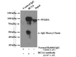 BCL6 Rabbit anti-Human, Polyclonal, Proteintech:Antibodies:Primary Antibodies