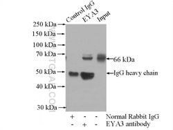 EYA3 Rabbit anti-Human, Mouse, Rat, Polyclonal, Proteintech:Antibodies:Primary