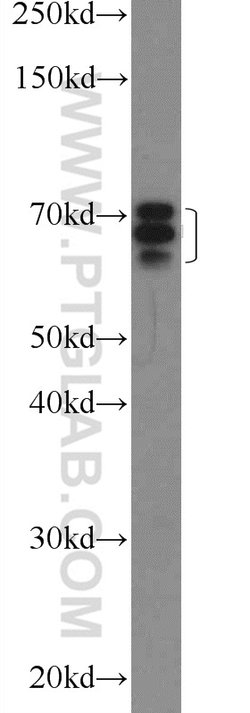 EYA3 Rabbit anti-Human, Mouse, Rat, Polyclonal, Proteintech:Antibodies:Primary