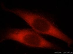 CCDC25 Rabbit anti-Human, Mouse, Rat, Polyclonal, Proteintech:Antibodies:Primary