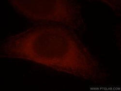 CCDC25 Rabbit anti-Human, Mouse, Rat, Polyclonal, Proteintech:Antibodies:Primary