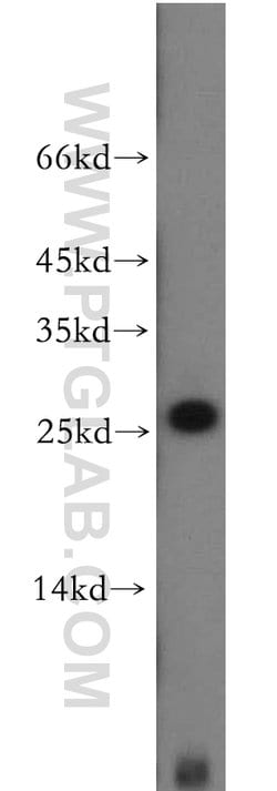 Proteintech CCDC25 Rabbit anti-Human, Mouse, Rat, Polyclonal, Proteintech