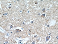 HAPLN4 Rabbit anti-Human, Mouse, Rat, Polyclonal, Proteintech 150 &mu;L | Buy Online | Proteintech Group Inc | Fisher Scientific