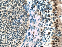 Proteintech ER Rabbit anti-Human, Mouse, Rat, Polyclonal, Proteintech