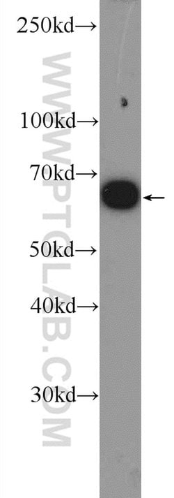 ER Rabbit anti-Human, Mouse, Rat, Polyclonal, Proteintech:Antibodies:Primary