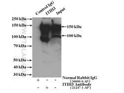 ITIH3 Rabbit anti-Human, Mouse, Rat, Polyclonal, Proteintech 150 &mu;L;
