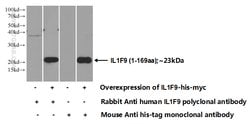 IL36 gamma Rabbit anti-Human, Polyclonal, Proteintech:Antibodies:Primary