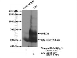 ZP3 Rabbit anti-Human, Mouse, Polyclonal, Proteintech 20 &mu;L; Unconjugated:Antibodies,