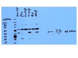 ZP3 Rabbit anti-Human, Mouse, Polyclonal, Proteintech 20 &mu;L; Unconjugated:Antibodies,