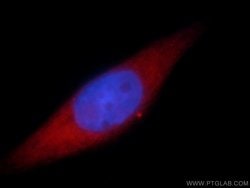 SMYD2 Rabbit anti-Human, Mouse, Polyclonal, Proteintech 150 &mu;L; Unconjugated:Antibodies,
