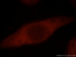 SMYD2 Rabbit anti-Human, Mouse, Polyclonal, Proteintech 150 &mu;L; Unconjugated:Antibodies,