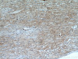 SMYD2 Rabbit anti-Human, Mouse, Polyclonal, Proteintech 150 &mu;L; Unconjugated:Antibodies,