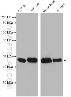 SMYD2 Rabbit anti-Human, Mouse, Polyclonal, Proteintech 150 &mu;L; Unconjugated:Antibodies,