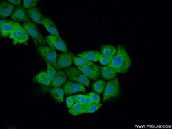 PLEKHO2 Rabbit anti-Human, Mouse, Polyclonal, Proteintech:Antibodies:Primary
