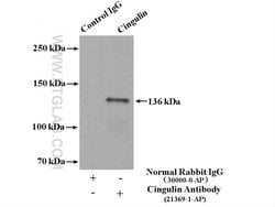 Cingulin Rabbit anti-Human, Mouse, Rat, Polyclonal, Proteintech 150 &mu;L;