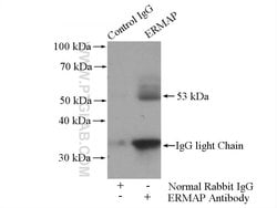 ERMAP Rabbit anti-Human, Polyclonal, Proteintech 150 &mu;L | Buy Online | Proteintech Group Inc | Fisher Scientific