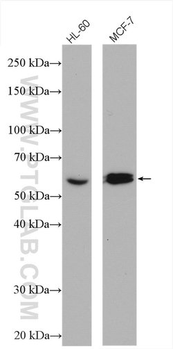 CHRNA7 Rabbit anti-Human, Mouse, Rat, Polyclonal, Proteintech 20 &mu;L;