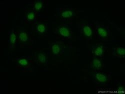 Pan-PAX Rabbit anti-Human, Mouse, Rat, Polyclonal, Proteintech:Antibodies:Primary