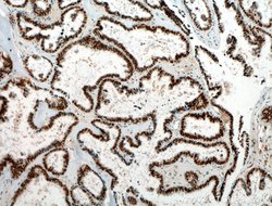 Pan-PAX Rabbit anti-Human, Mouse, Rat, Polyclonal, Proteintech:Antibodies:Primary