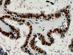 Pan-PAX Rabbit anti-Human, Mouse, Rat, Polyclonal, Proteintech:Antibodies:Primary