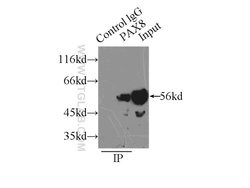 Pan-PAX Rabbit anti-Human, Mouse, Rat, Polyclonal, Proteintech:Antibodies:Primary