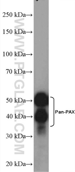 Pan-PAX Rabbit anti-Human, Mouse, Rat, Polyclonal, Proteintech:Antibodies:Primary