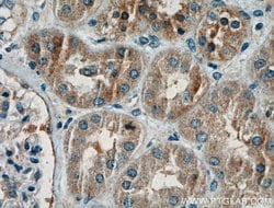 Pan-PAX Rabbit anti-Human, Mouse, Rat, Polyclonal, Proteintech:Antibodies:Primary