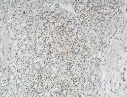 Pan-PAX Rabbit anti-Human, Mouse, Rat, Polyclonal, Proteintech:Antibodies:Primary