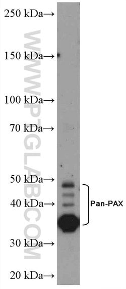 Pan-PAX Rabbit anti-Human, Mouse, Rat, Polyclonal, Proteintech:Antibodies:Primary