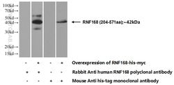 RNF168 Rabbit anti-Human, Polyclonal, Proteintech 150 &mu;L; Unconjugated:Antibodies,