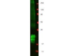 Interferon beta Polyclonal Antibody, Rockland:Antibodies:Primary Antibodies