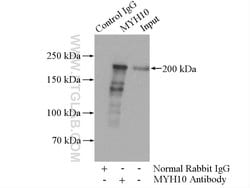 MYH10 Rabbit anti-Human, Mouse, Rat, Polyclonal, Proteintech 150 &mu;L;