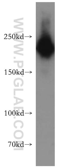 MYH10 Rabbit anti-Human, Mouse, Rat, Polyclonal, Proteintech 150 &mu;L;