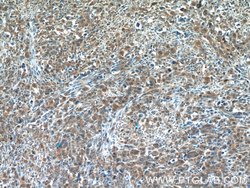 CDC42SE2 Rabbit anti-Human, Polyclonal, Proteintech 150 &mu;L; Unconjugated:Antibodies,