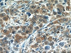 CDC42SE2 Rabbit anti-Human, Polyclonal, Proteintech 150 &mu;L; Unconjugated:Antibodies,