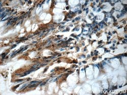 CDC42SE2 Rabbit anti-Human, Polyclonal, Proteintech 150 &mu;L; Unconjugated:Antibodies,