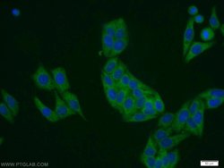 DDRGK1 Rabbit anti-Human, Mouse, Polyclonal, Proteintech 150 &mu;L; Unconjugated:Antibodies,