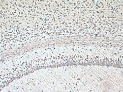 DDRGK1 Rabbit anti-Human, Mouse, Polyclonal, Proteintech 150 &mu;L; Unconjugated:Antibodies,