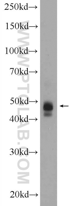 DDRGK1 Rabbit anti-Human, Mouse, Polyclonal, Proteintech 150 &mu;L; Unconjugated:Antibodies,