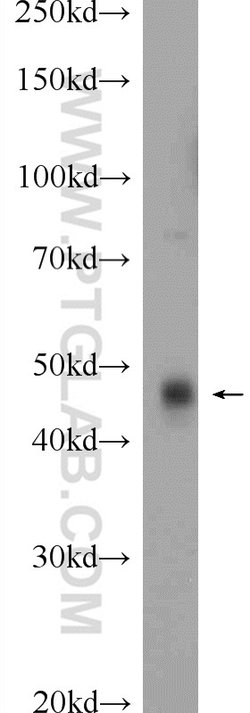 DDRGK1 Rabbit anti-Human, Mouse, Polyclonal, Proteintech 150 &mu;L; Unconjugated:Antibodies,
