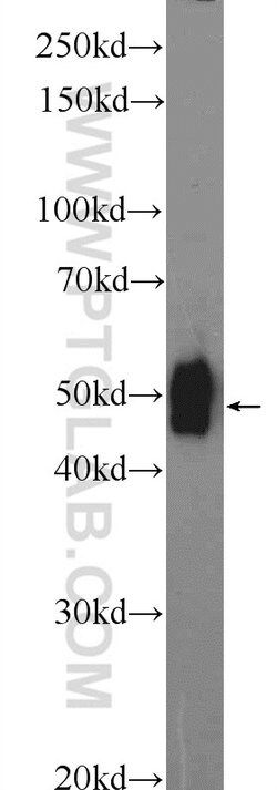 DDRGK1 Rabbit anti-Human, Mouse, Polyclonal, Proteintech 150 &mu;L; Unconjugated:Antibodies,