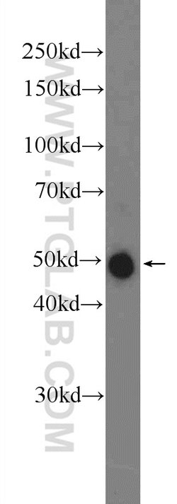 DDRGK1 Rabbit anti-Human, Mouse, Polyclonal, Proteintech 150 &mu;L; Unconjugated:Antibodies,